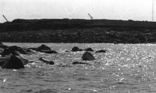Grues sur l’île Canton Grues sur l’île Canton