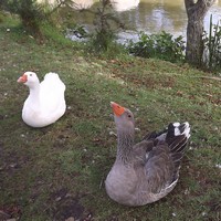 Cygnes à l’entrée du Village Gaulois
